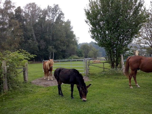 Pferdegarten Wildrosnehof - Bild 2