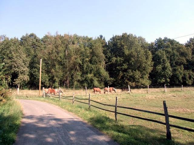 Pferdegarten Wildrosnehof - Bild 5